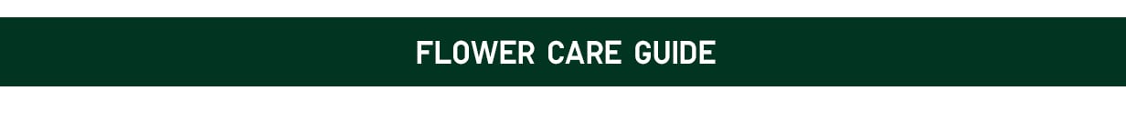 Flower Care Guide