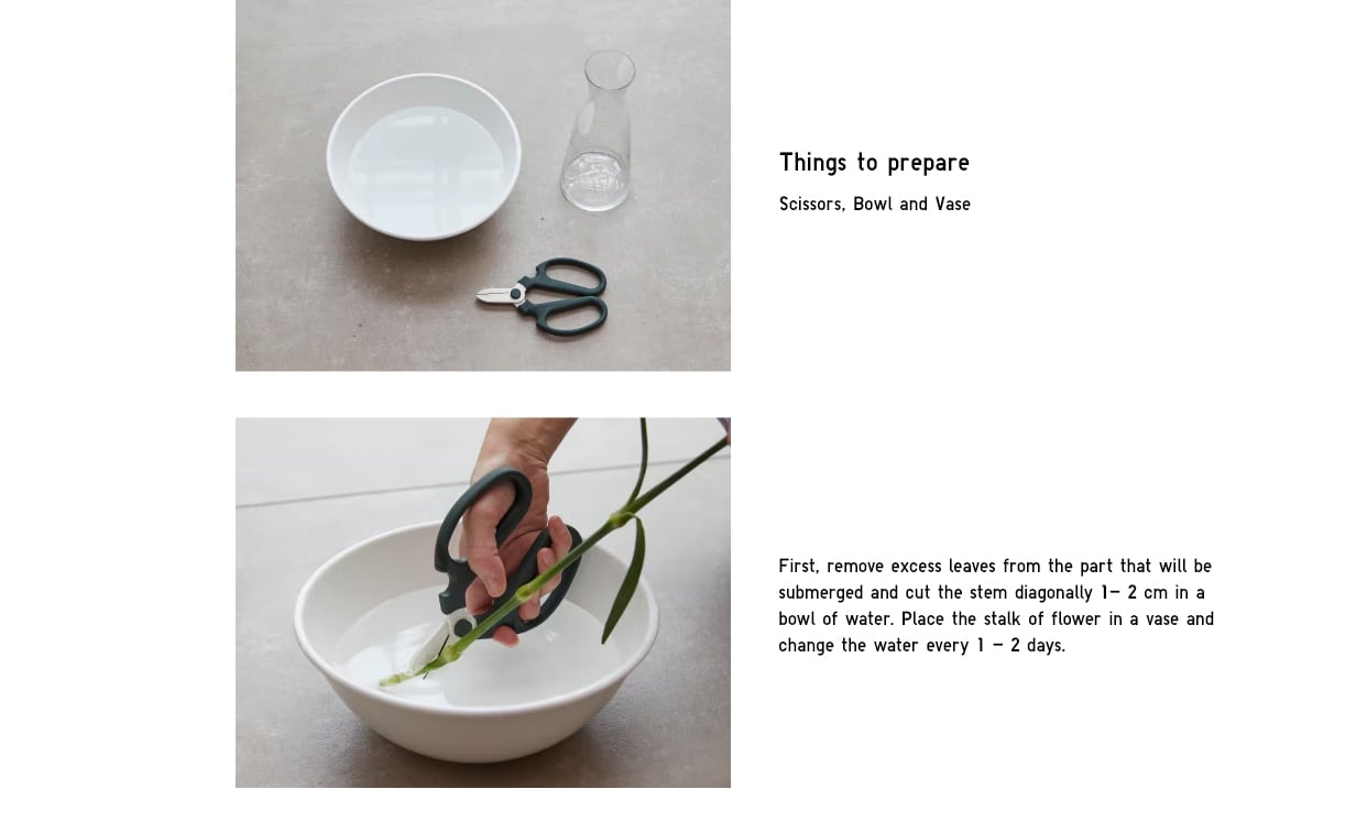 Flower Care Guide